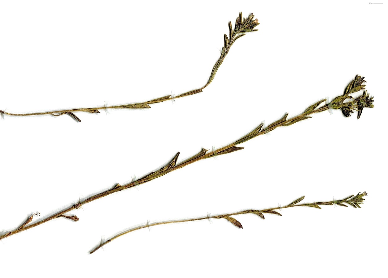 Buglossoides arvensis subsp. permixta (Boraginaceae)